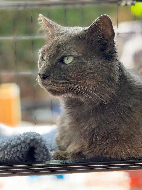 Enlarge Hades, a Adoptable Nebelung in Sherman Oaks, CA image 3/6