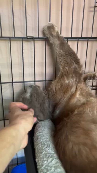 Enlarge Hades, a Adoptable Nebelung in Sherman Oaks, CA video 6/6