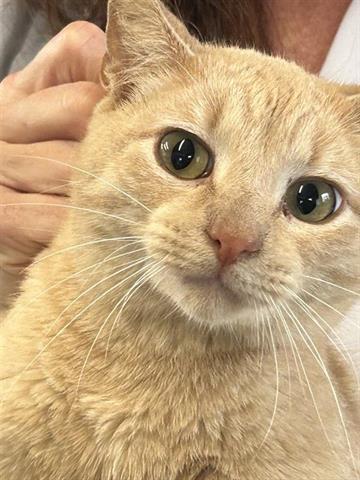 TOTASDA — thumbnail 2