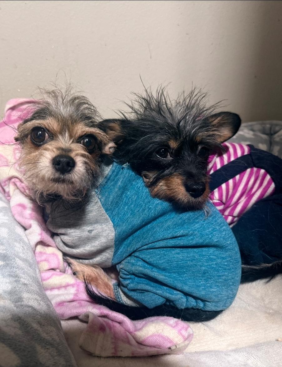 Enlarge Bug and Pilita, a ADOPTABLE mixed breed in Toronto, ON image 1/6