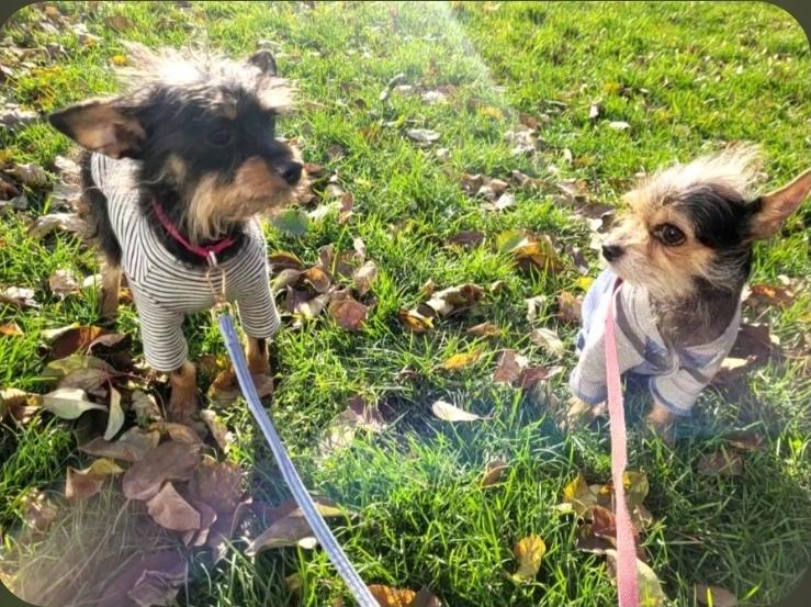 Enlarge Bug and Pilita, a ADOPTABLE mixed breed in Toronto, ON image 4/6