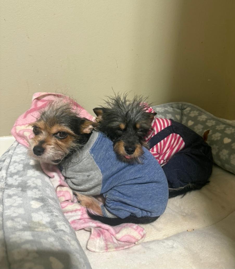 Enlarge Bug and Pilita, a ADOPTABLE mixed breed in Toronto, ON image 6/6