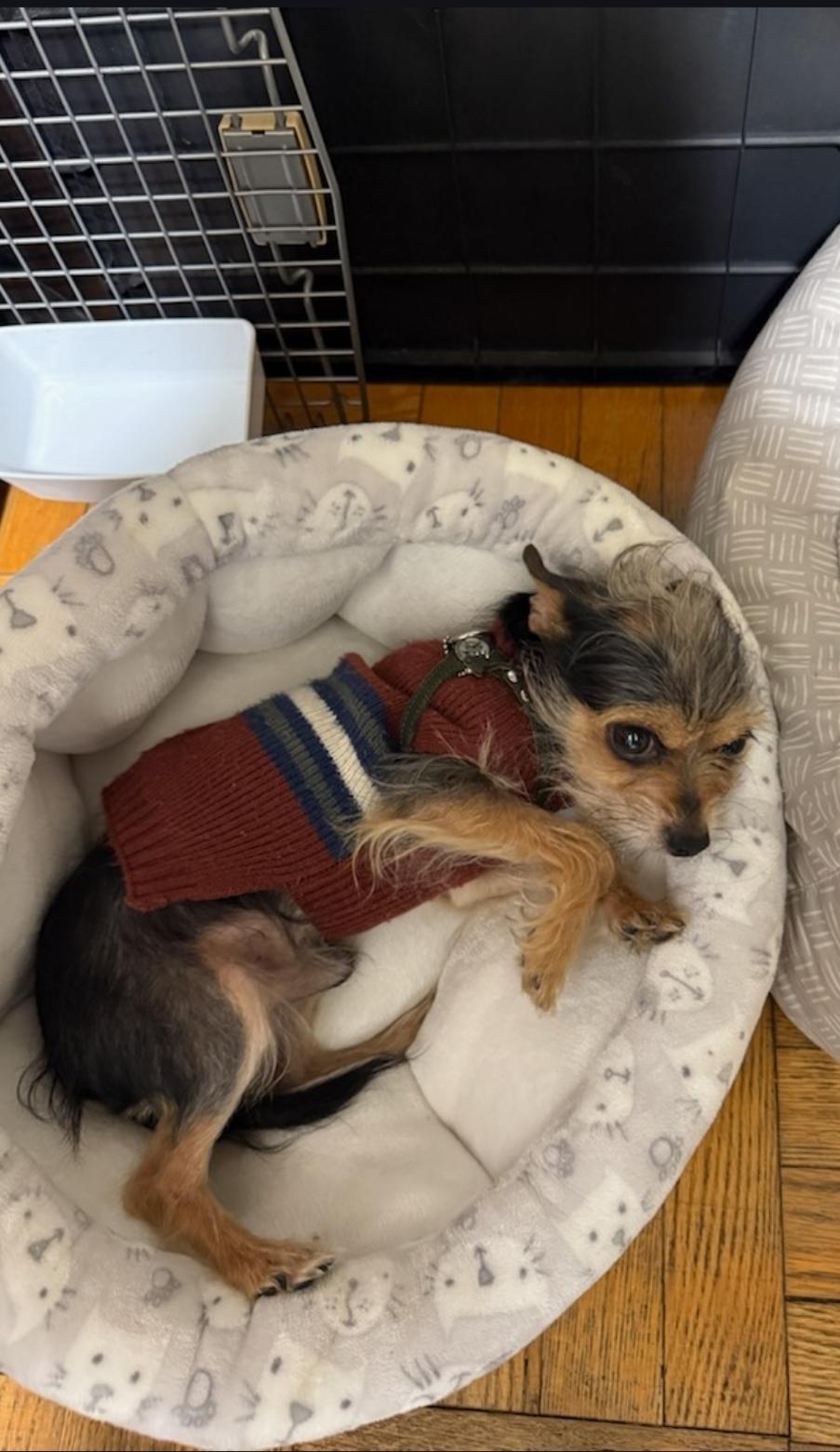 Enlarge Bug and Pilita, a ADOPTABLE mixed breed in Toronto, ON image 2/6