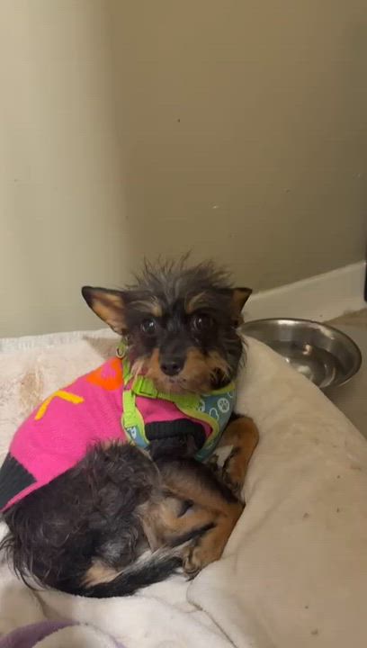 Enlarge Bug and Pilita, a ADOPTABLE mixed breed in Toronto, ON video 5/6