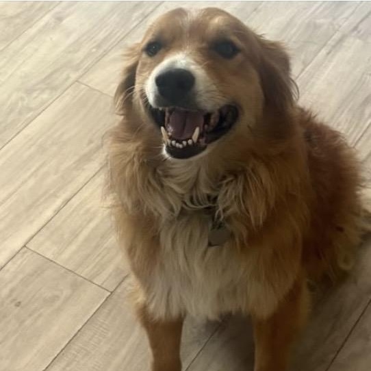 Lady and Cujo., adopted, Adult Female Australian Shepherd.