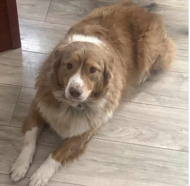 Lady and Cujo., an adopted Australian Shepherd in Louisburg, KS image 2/2