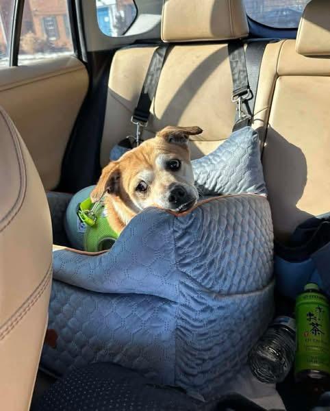 Melvin, ADOPTABLE, Young Male Puggle.