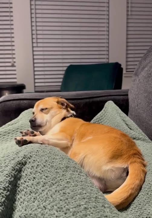 Enlarge Melvin, a ADOPTABLE Puggle in GLEN MILLS, PA image 2/4