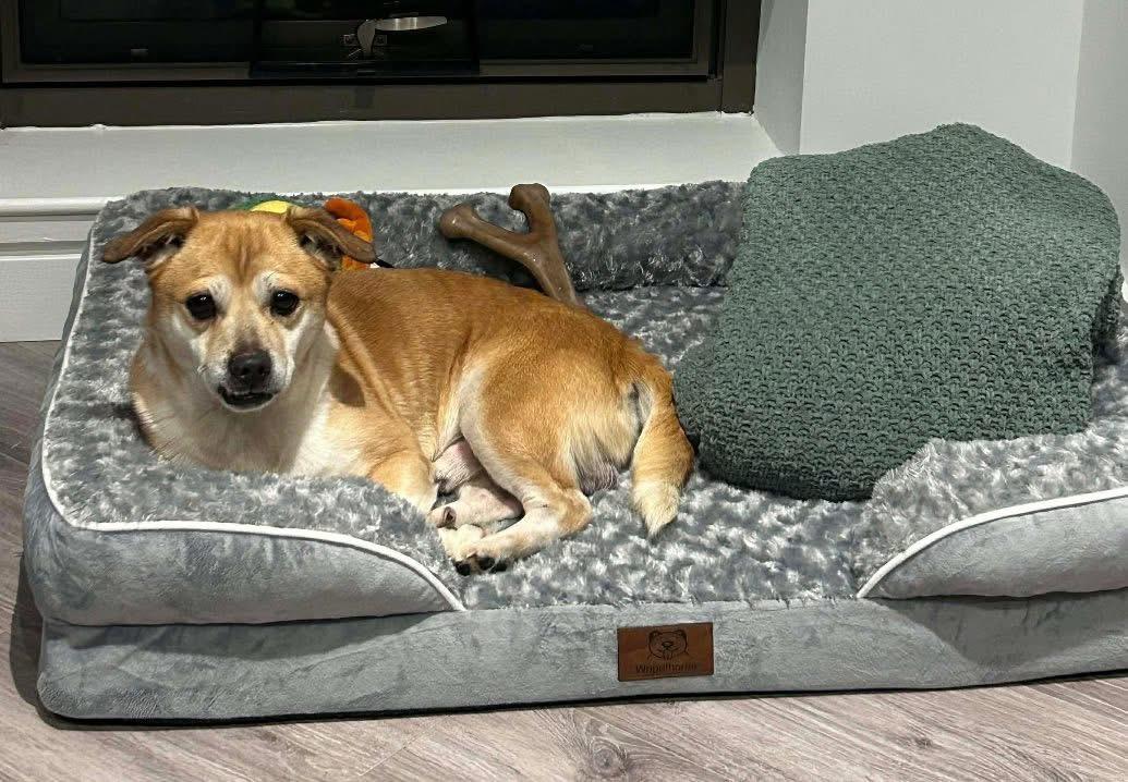 Enlarge Melvin, a ADOPTABLE Puggle in GLEN MILLS, PA image 3/4