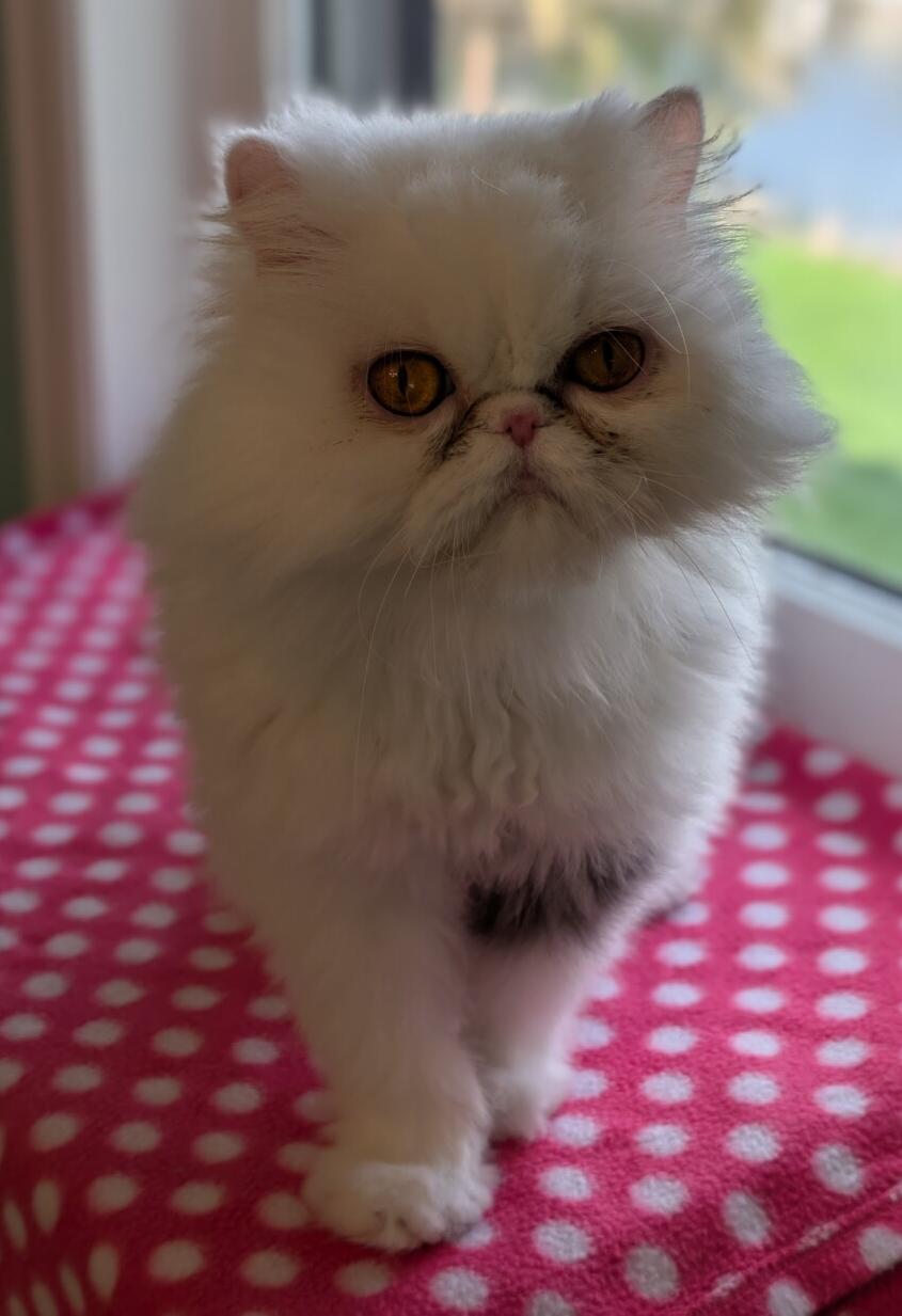 Enlarge MISSY, an adopted Persian in Racine, WI image 2/2