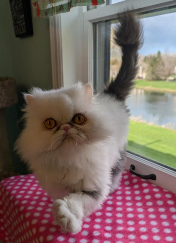 Enlarge MISSY, an adopted Persian in Racine, WI image 1/2