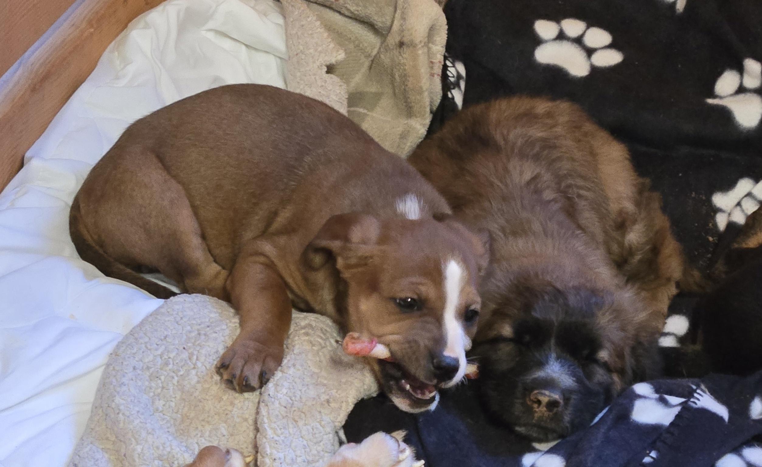 Enlarge Vanna, a ADOPTABLE mixed breed in Abbeville, SC image 2/3