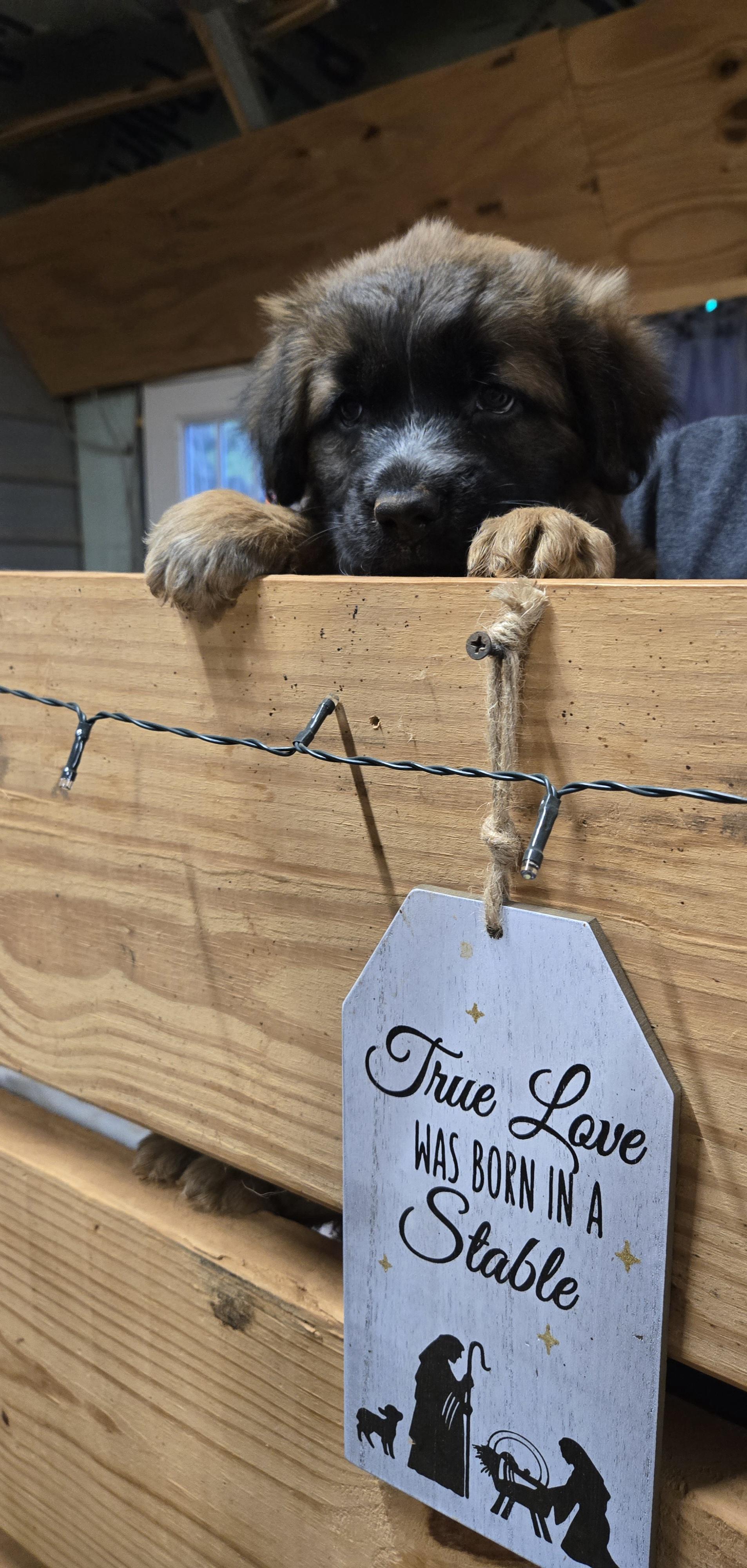 Vanna, ADOPTABLE, Puppy Female German Shepherd Dog & Chow Chow.