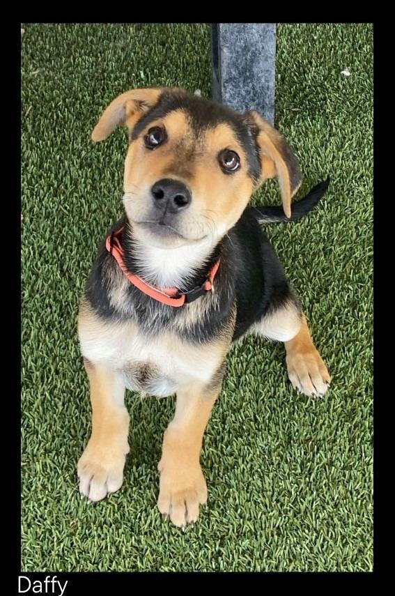 Enlarge Daffy, a Adopted mixed breed in Chino Valley, AZ image 1/1