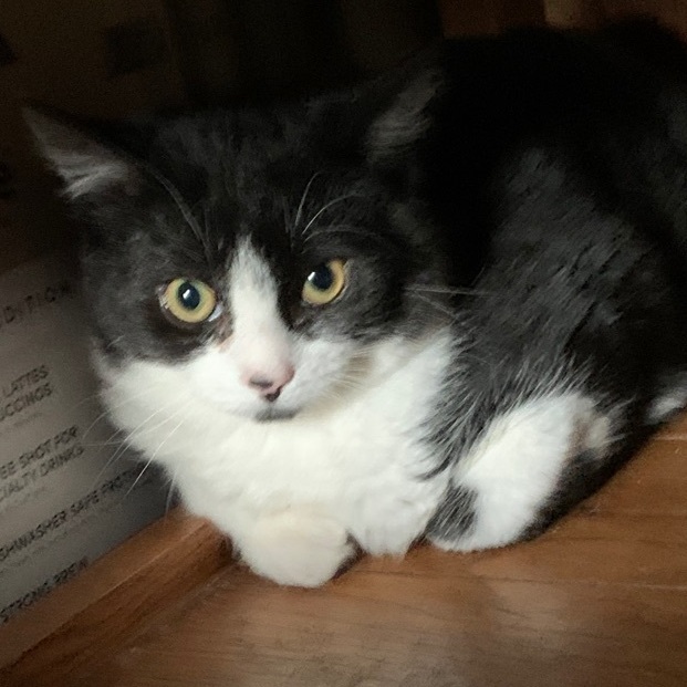 Enlarge Andy, a Adoptable Domestic Short Hair in Cornwall, NY image 1/2