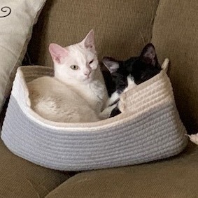 Enlarge Andy, a Adoptable Domestic Short Hair in Cornwall, NY image 2/2