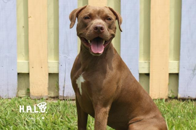 Enlarge Coco, a Adoptable mixed breed in Sebastian, FL image 2/6