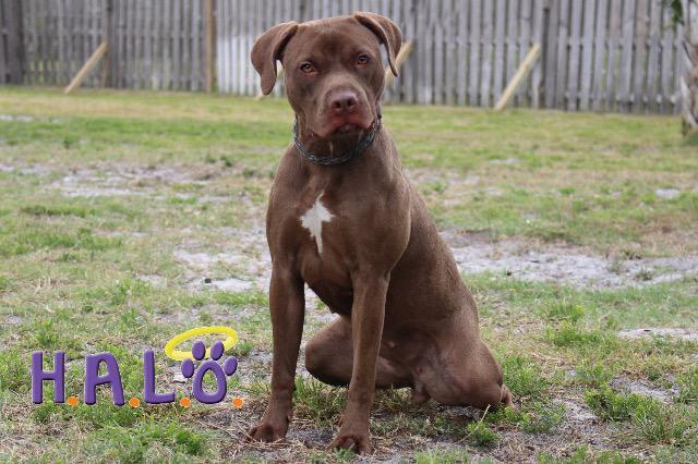 Coco, a Adoptable mixed breed in Sebastian, FL image 3/6