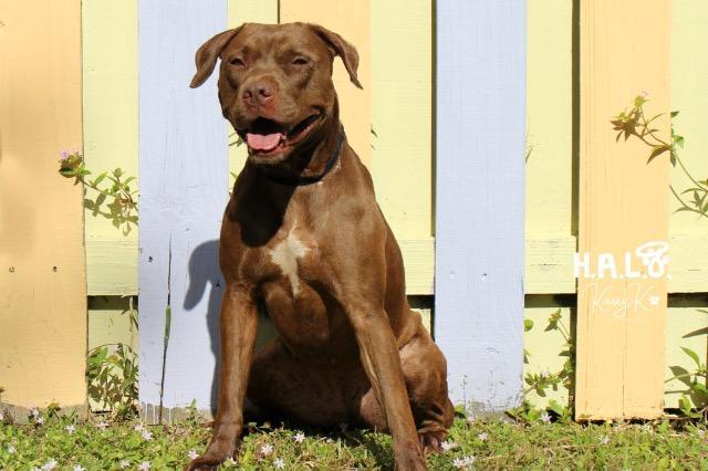 Enlarge Coco, a Adoptable mixed breed in Sebastian, FL image 4/6