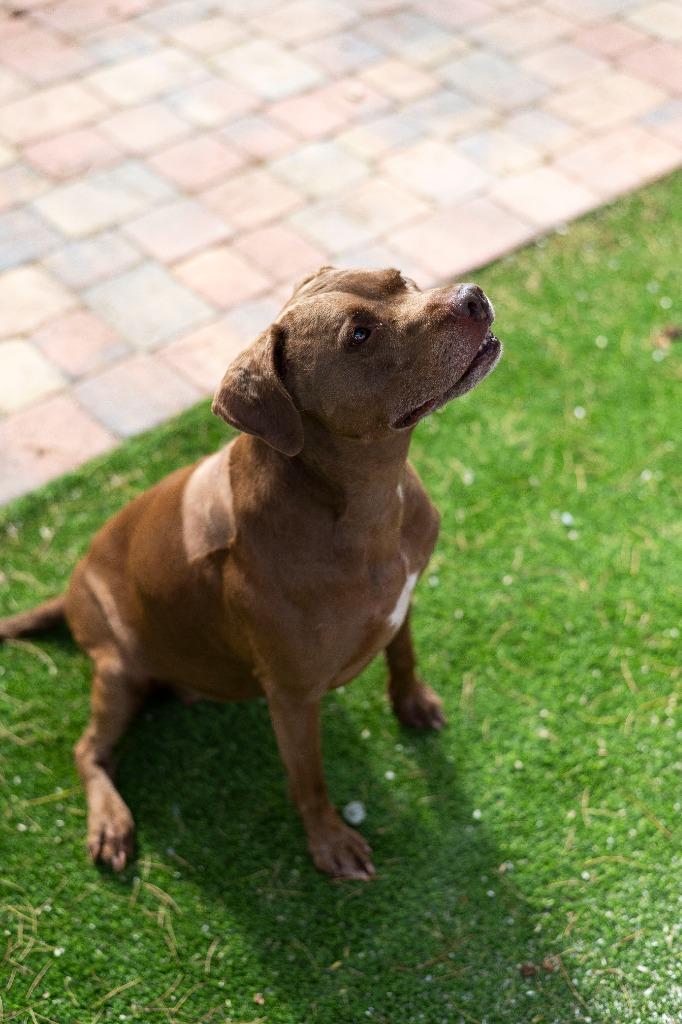 Enlarge Coco, a Adoptable mixed breed in Sebastian, FL image 5/6