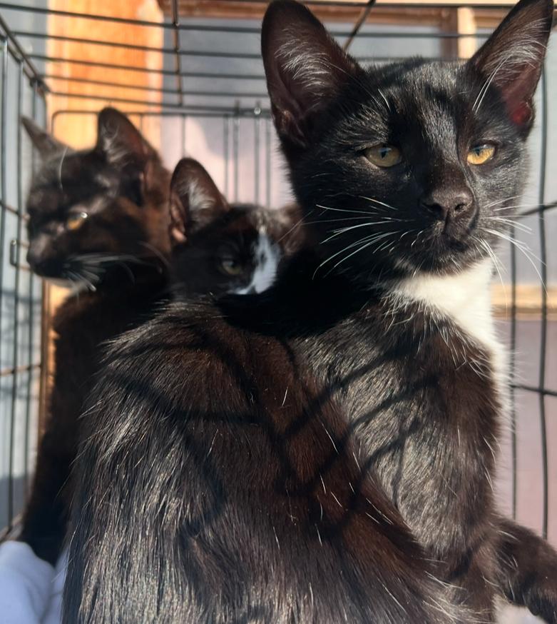 Bow Wow kitty, Adoptable, Kitten Male Tuxedo & Domestic Long Hair.