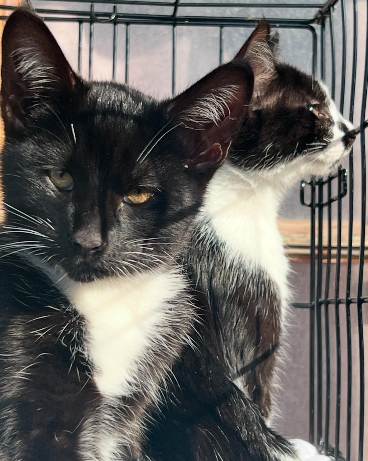 Enlarge Bow Wow kitty, a Adoptable mixed breed in Hawthorne, CA image 3/3