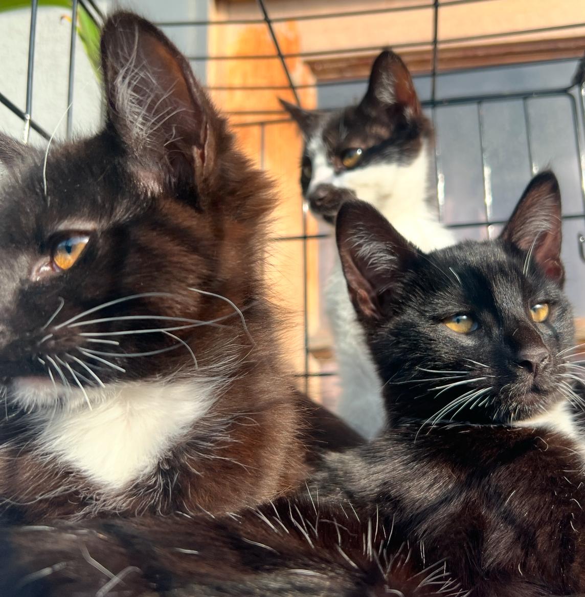 Enlarge Bow Wow kitty, a Adoptable mixed breed in Hawthorne, CA image 2/3