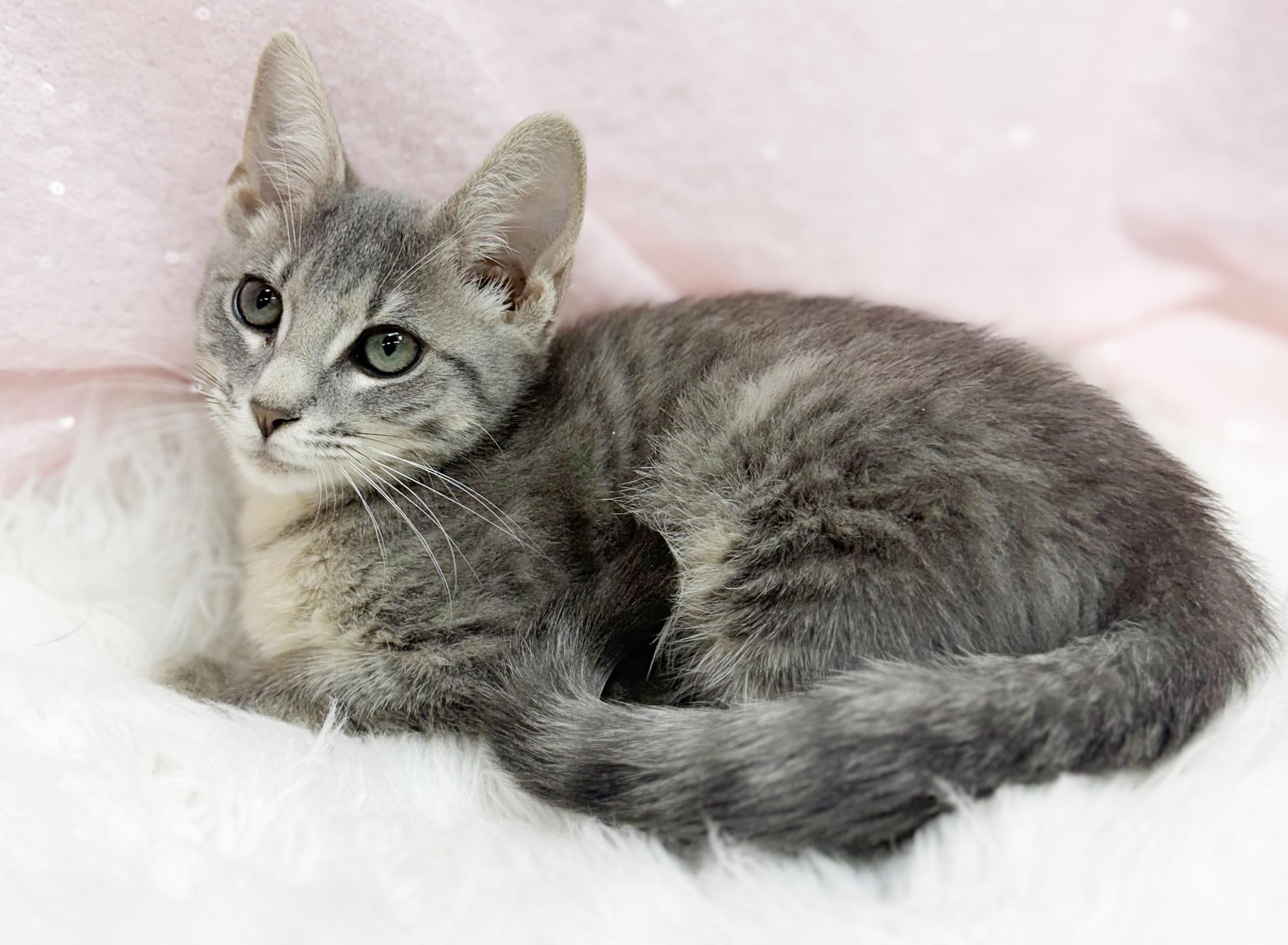 Enlarge Nevada is nothing but SWEET SWEET SWEET - VIDEO, a Adoptable mixed breed in Bedford Hills, NY image 4/6