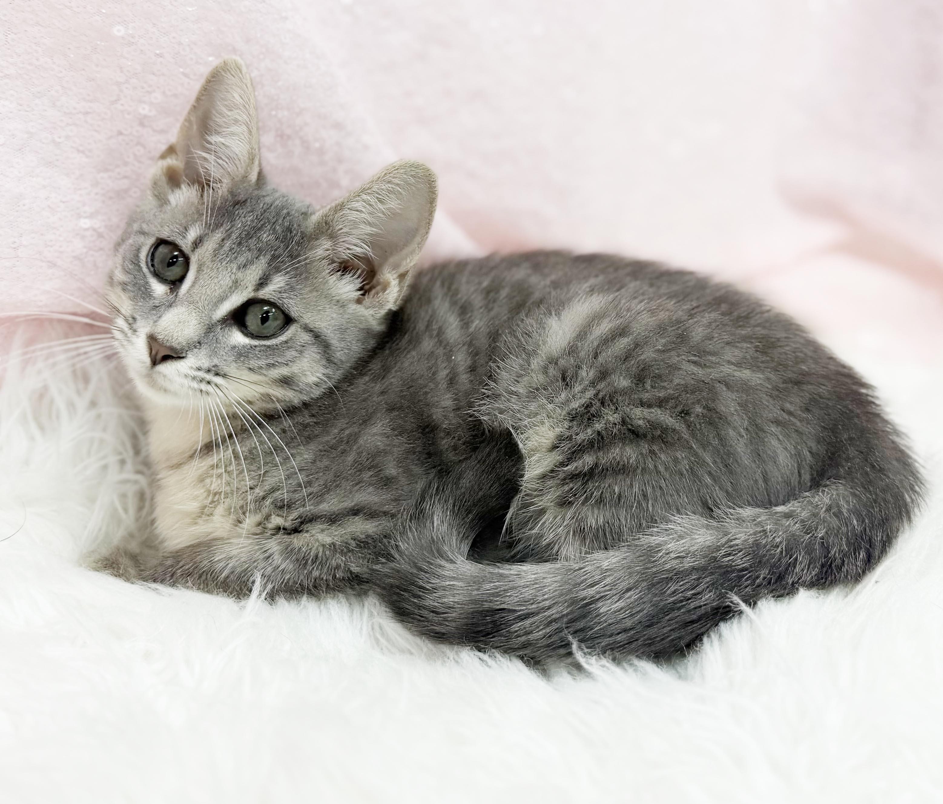 Enlarge Nevada is nothing but SWEET SWEET SWEET - VIDEO, a Adoptable mixed breed in Bedford Hills, NY image 2/6