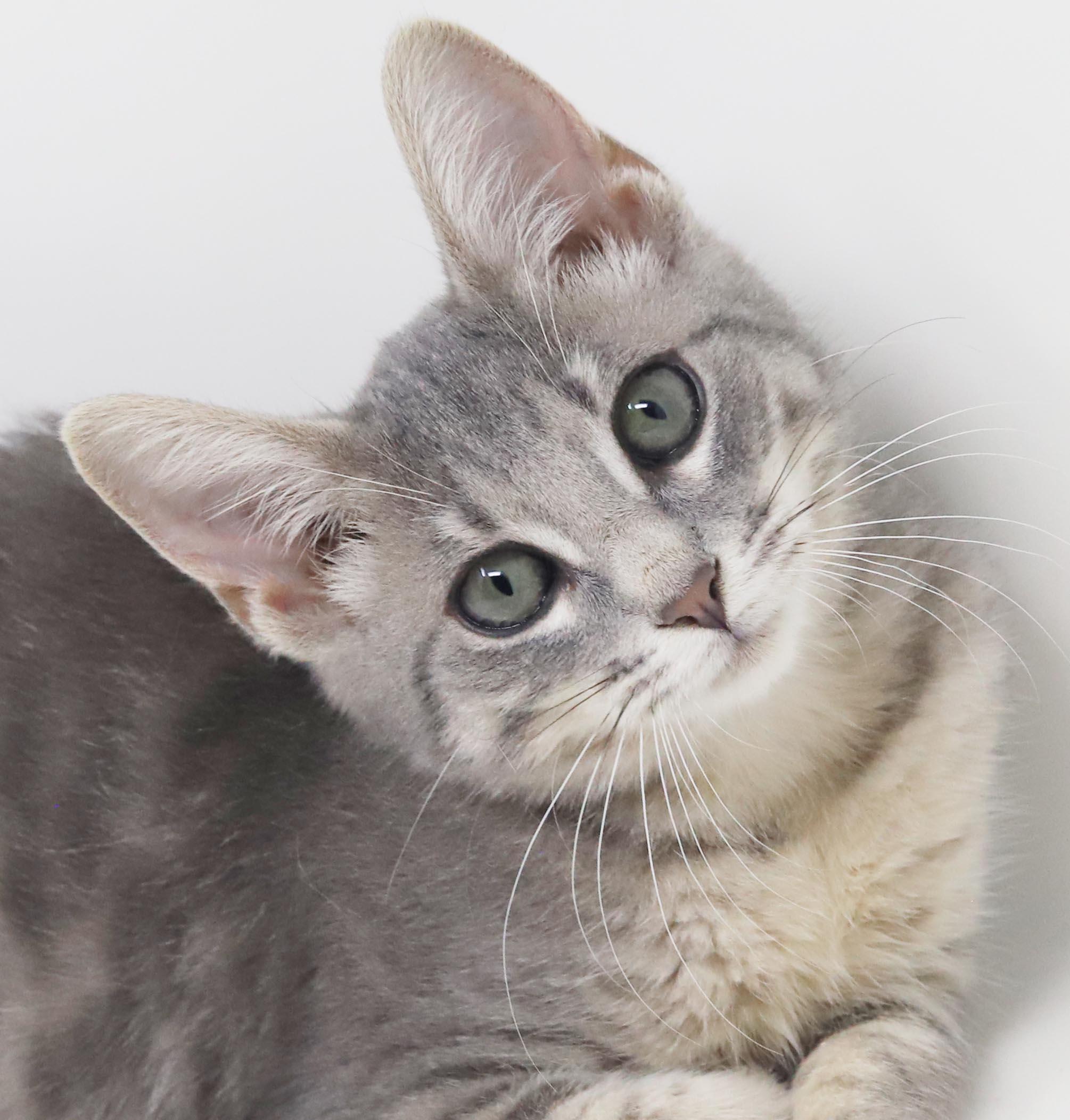 Nevada is nothing but SWEET SWEET SWEET - VIDEO, Adopted, Kitten Female Silver & Bengal.