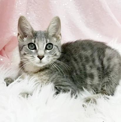 Enlarge Nevada is nothing but SWEET SWEET SWEET - VIDEO, a Adoptable mixed breed in Bedford Hills, NY image 6/6