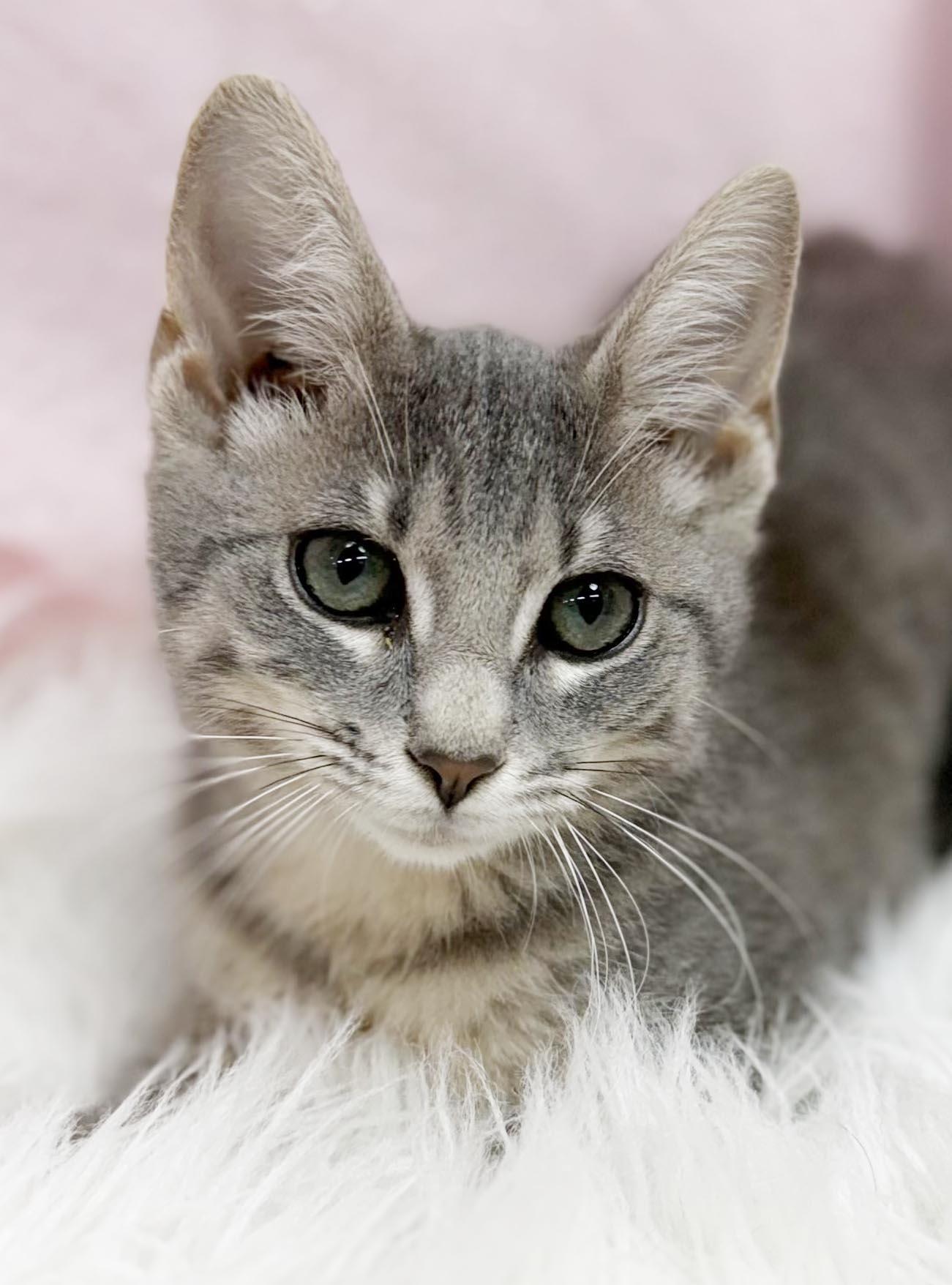Nevada is nothing but SWEET SWEET SWEET - VIDEO, Adoptable, Kitten Female Silver & Bengal.