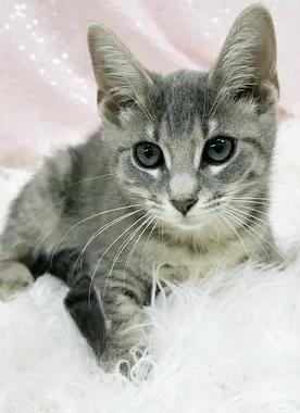 Enlarge Nevada is nothing but SWEET SWEET SWEET - VIDEO, a Adoptable mixed breed in Bedford Hills, NY image 5/6