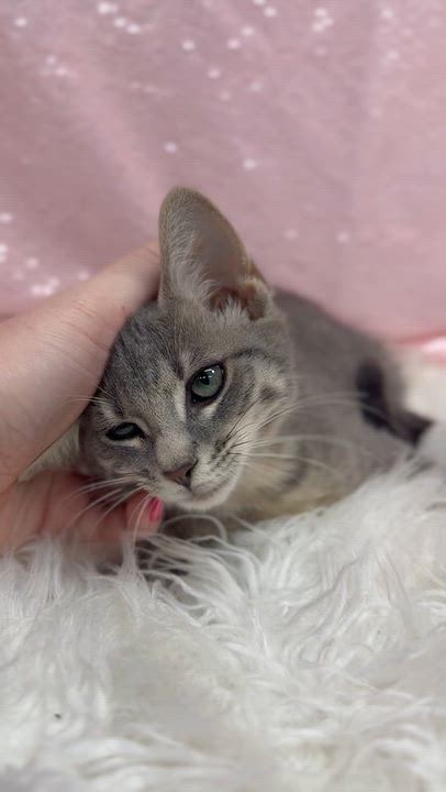 Enlarge Nevada is nothing but SWEET SWEET SWEET - VIDEO, a Adoptable mixed breed in Bedford Hills, NY video 3/6