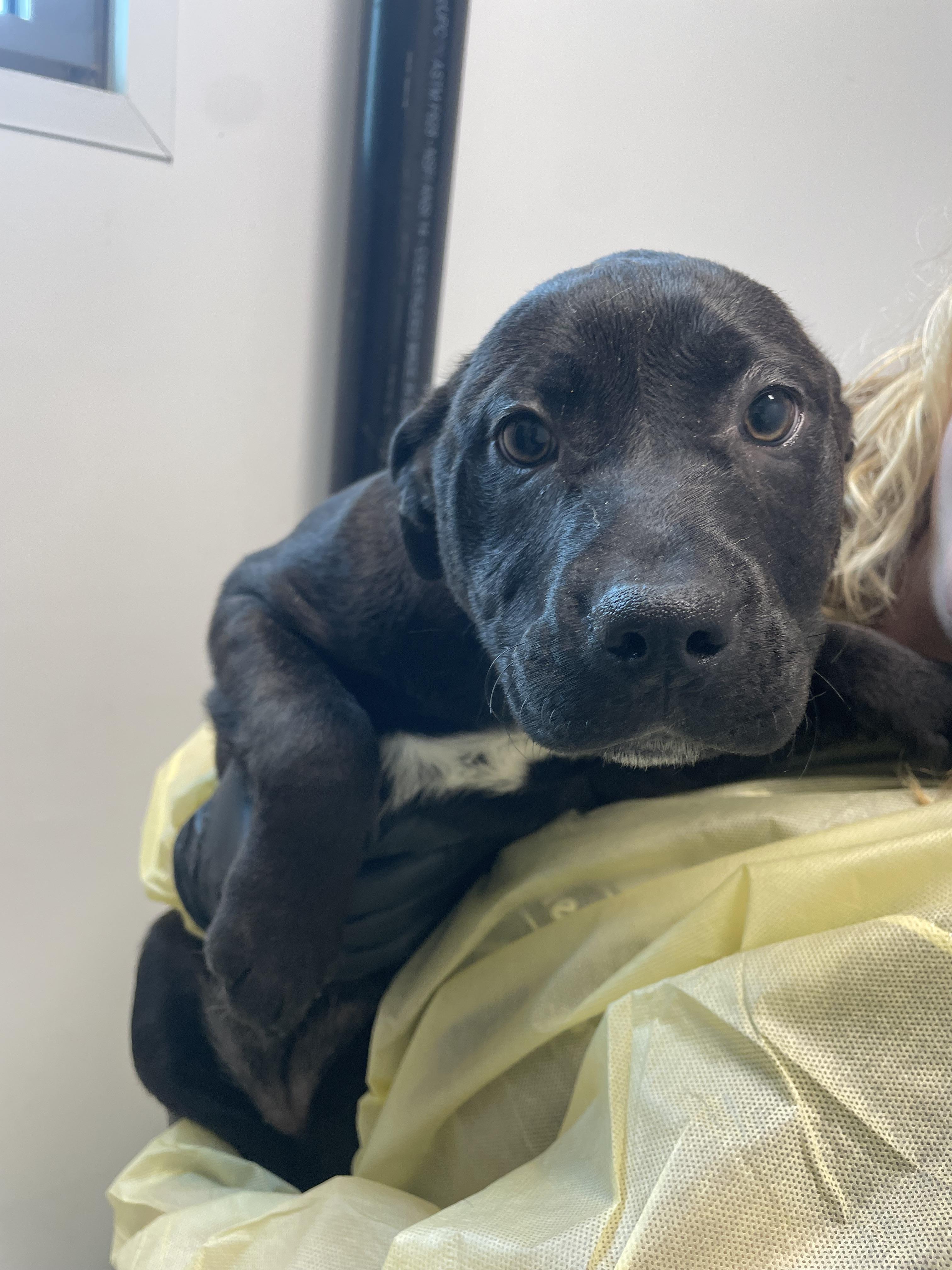 Rosita, a Adoptable mixed breed in Chico, CA image 1/3