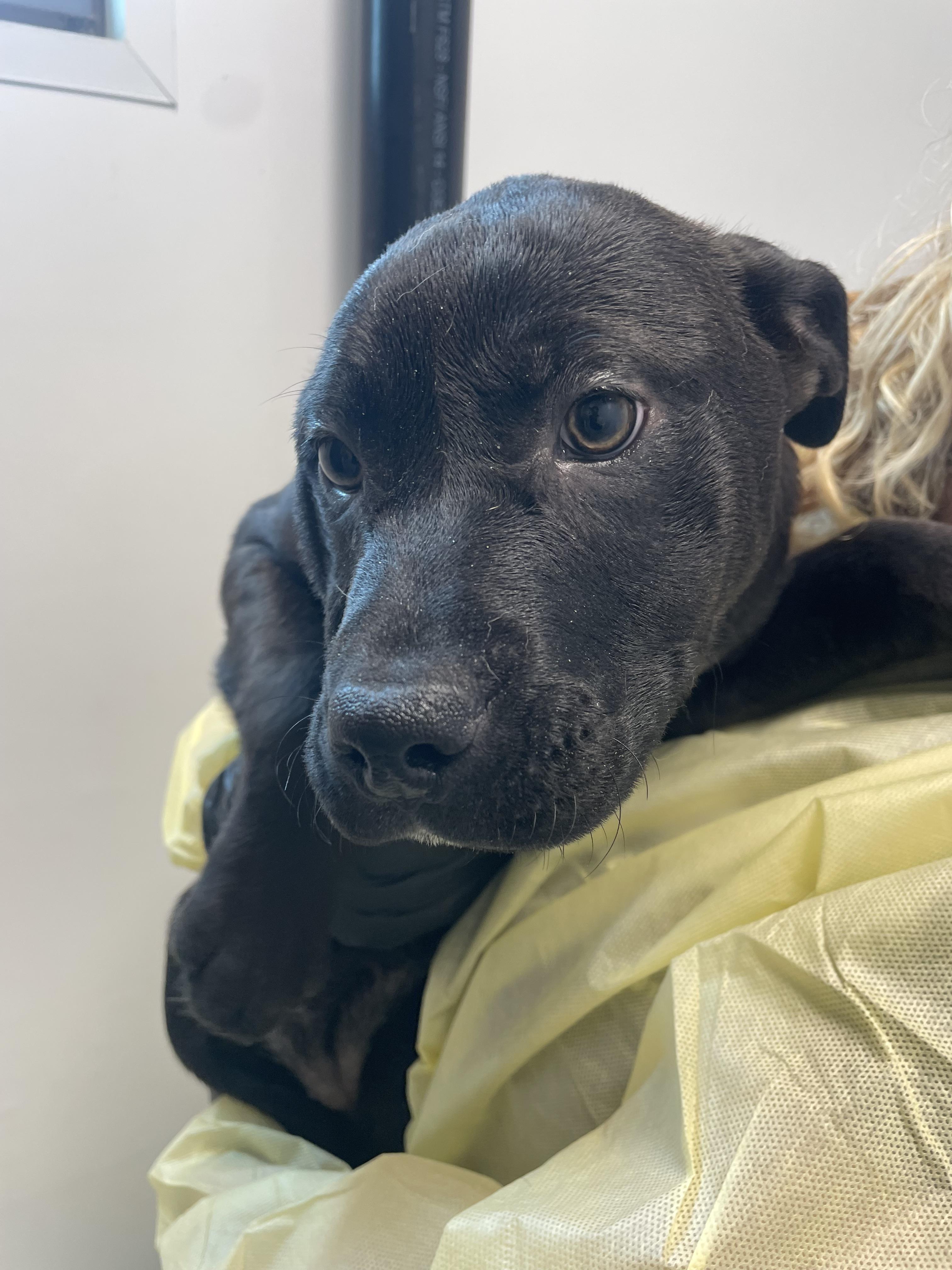 Rosita, a Adoptable mixed breed in Chico, CA image 2/3