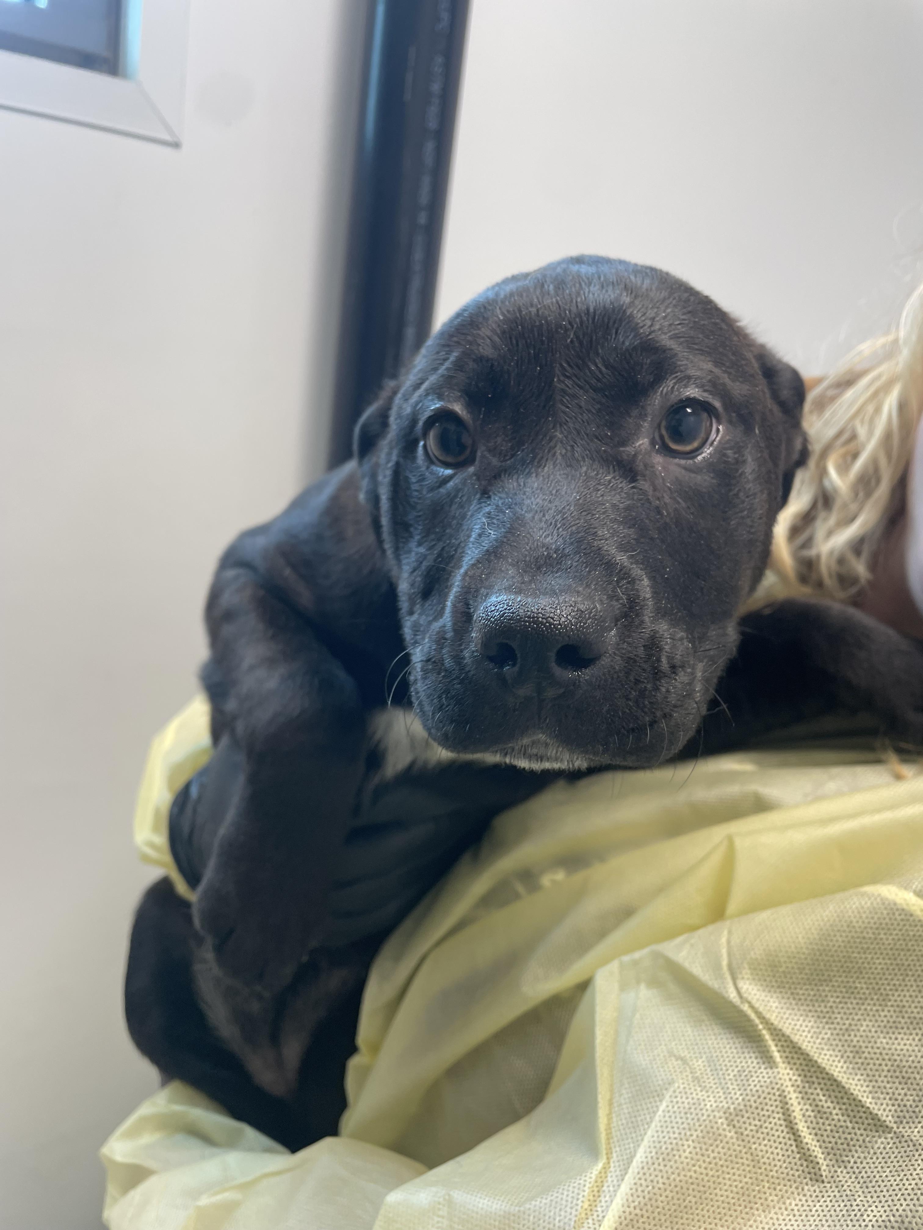 Rosita, a Adoptable mixed breed in Chico, CA image 3/3