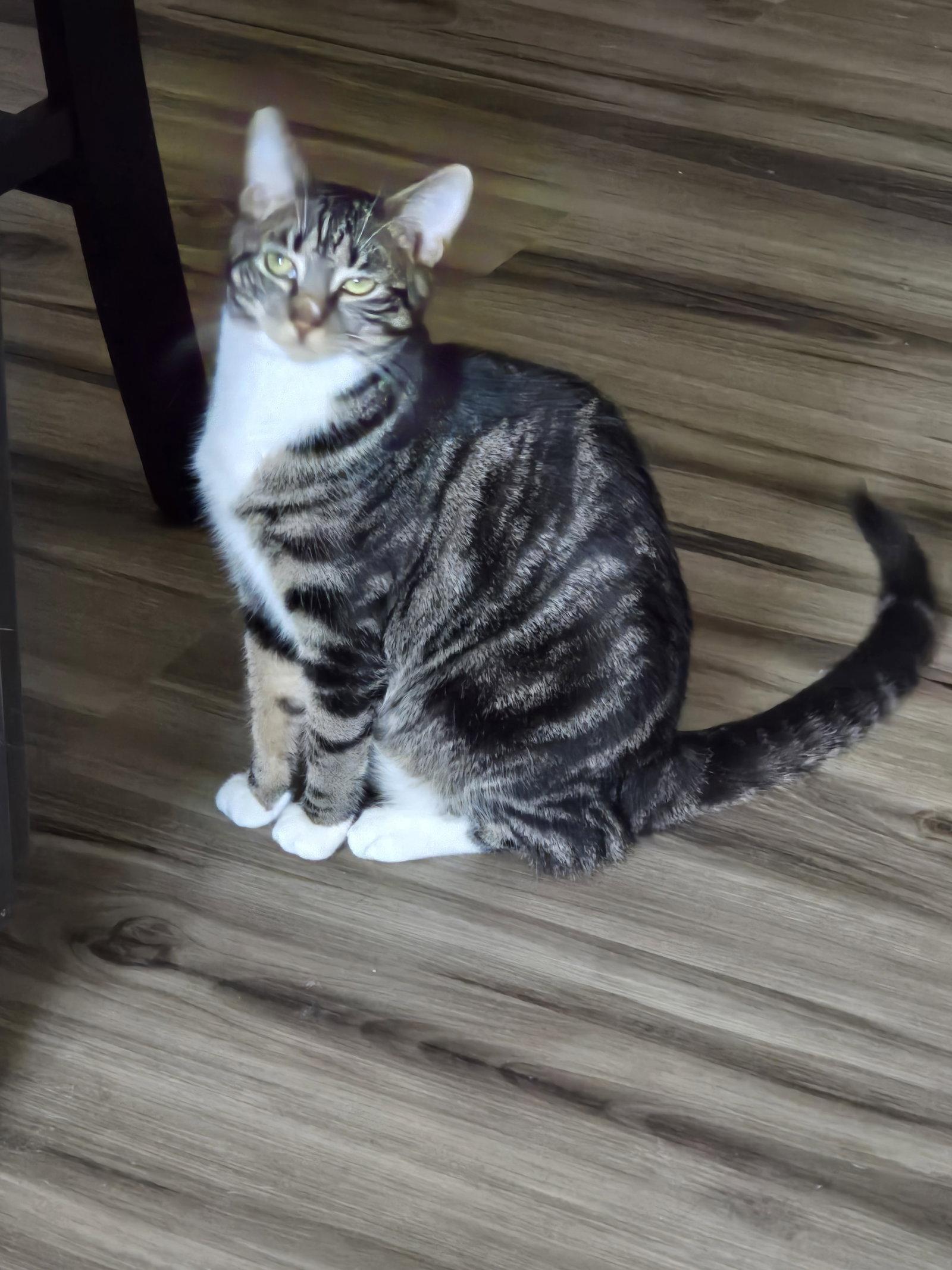 Jory, Adopted, Adult Female Domestic Short Hair.