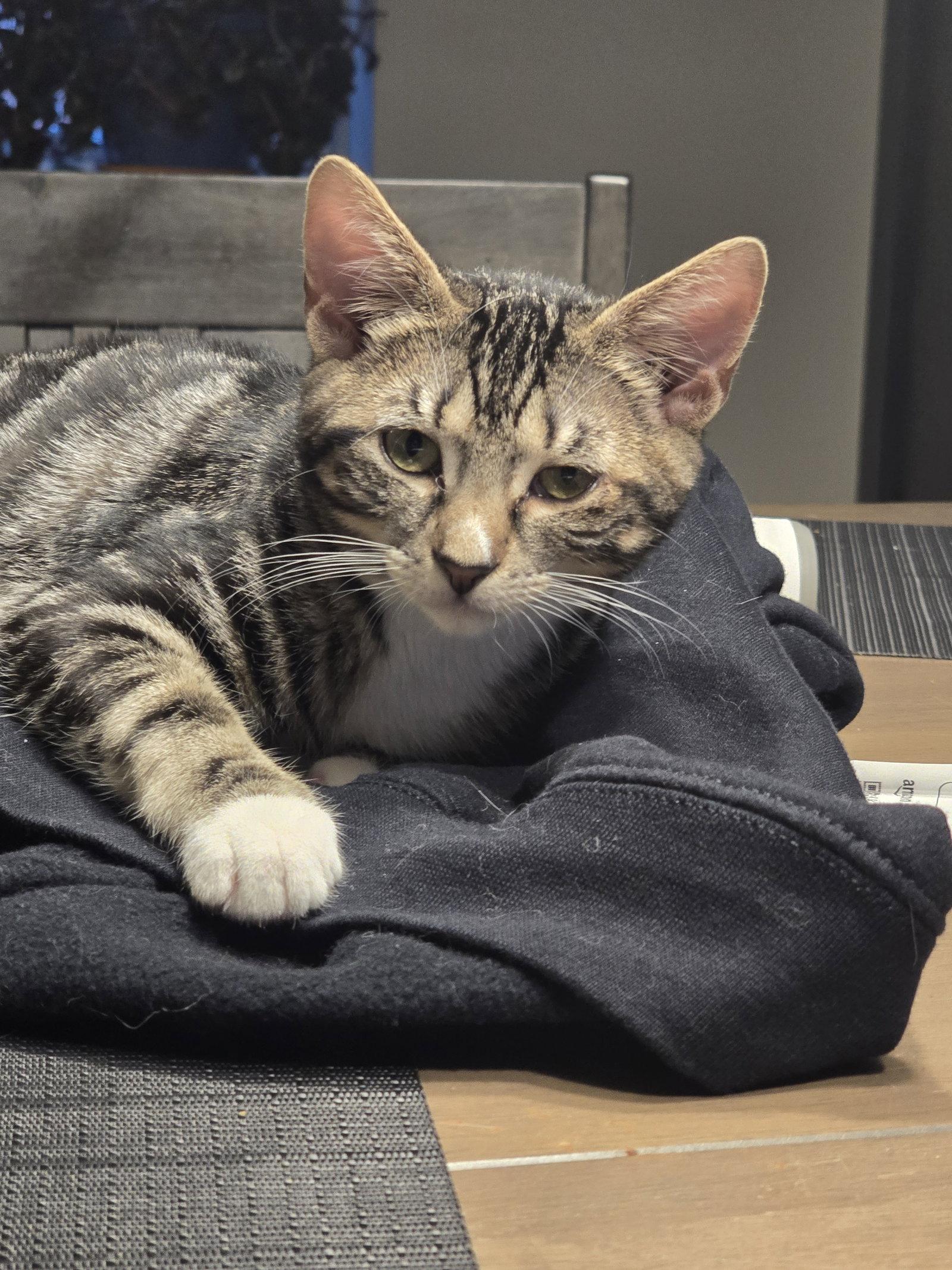 Enlarge Jory, a Adopted Domestic Short Hair in Philadelphia, PA image 2/3