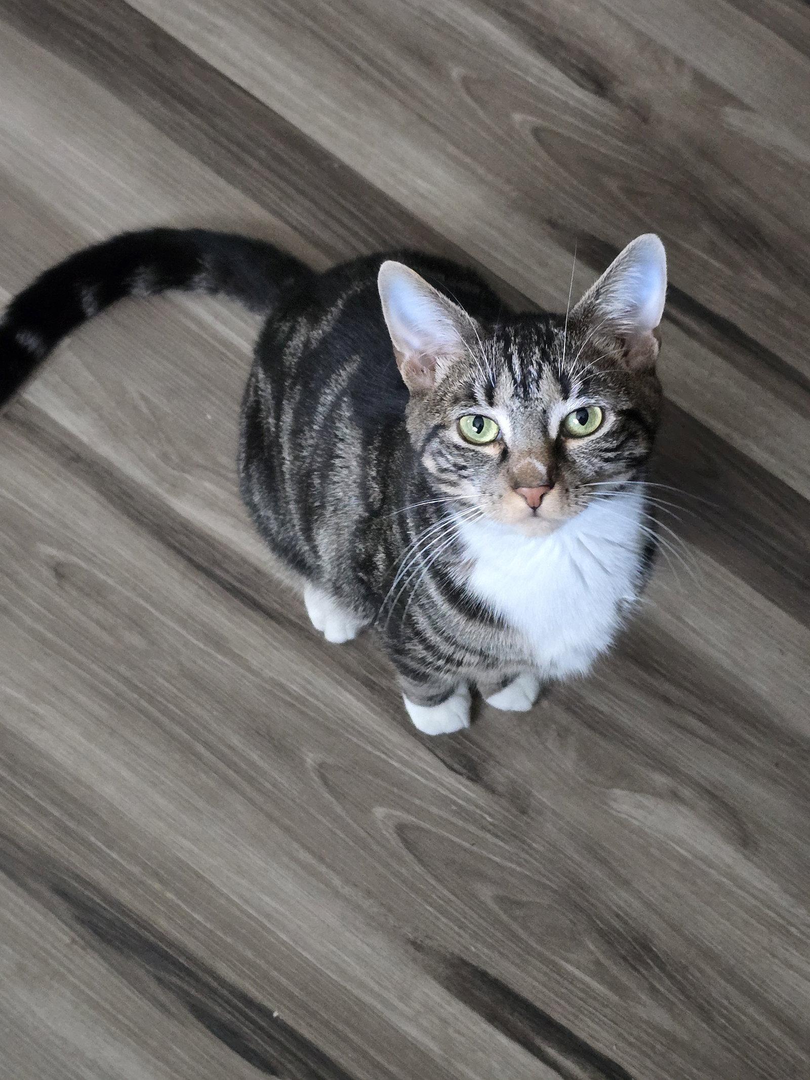 Enlarge Jory, a Adopted Domestic Short Hair in Philadelphia, PA image 3/3
