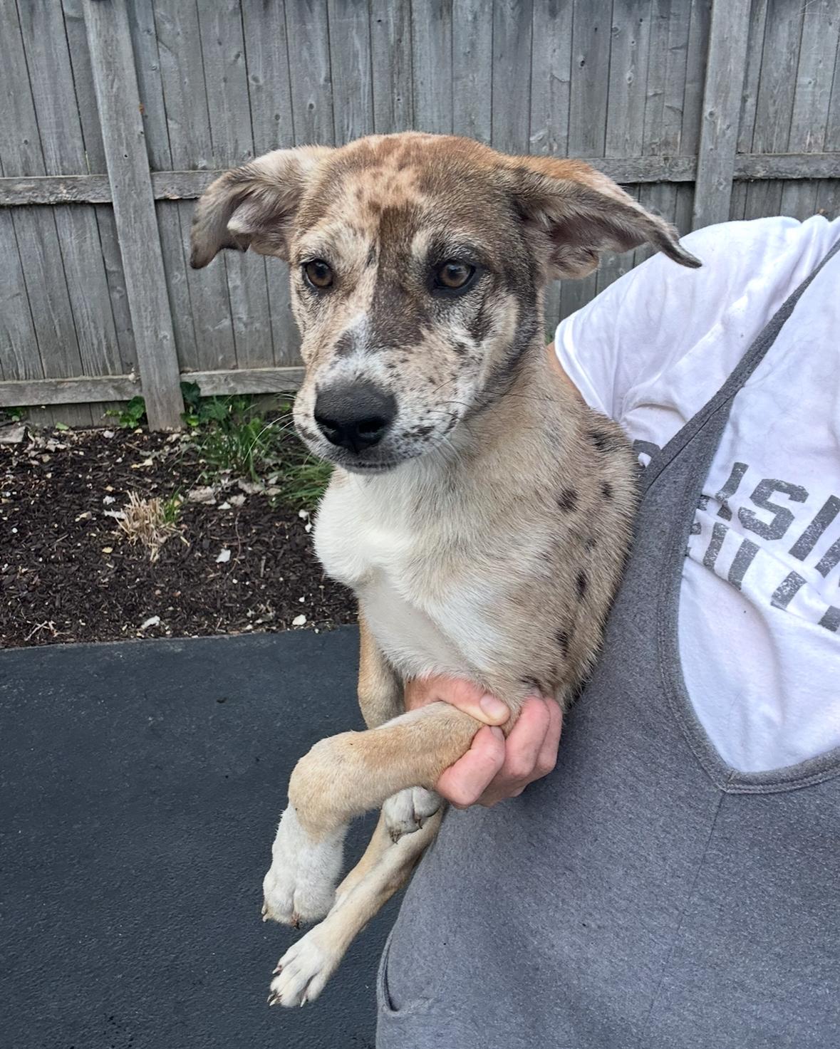 Spunky Dunkers, Young Female Australian Shepherd