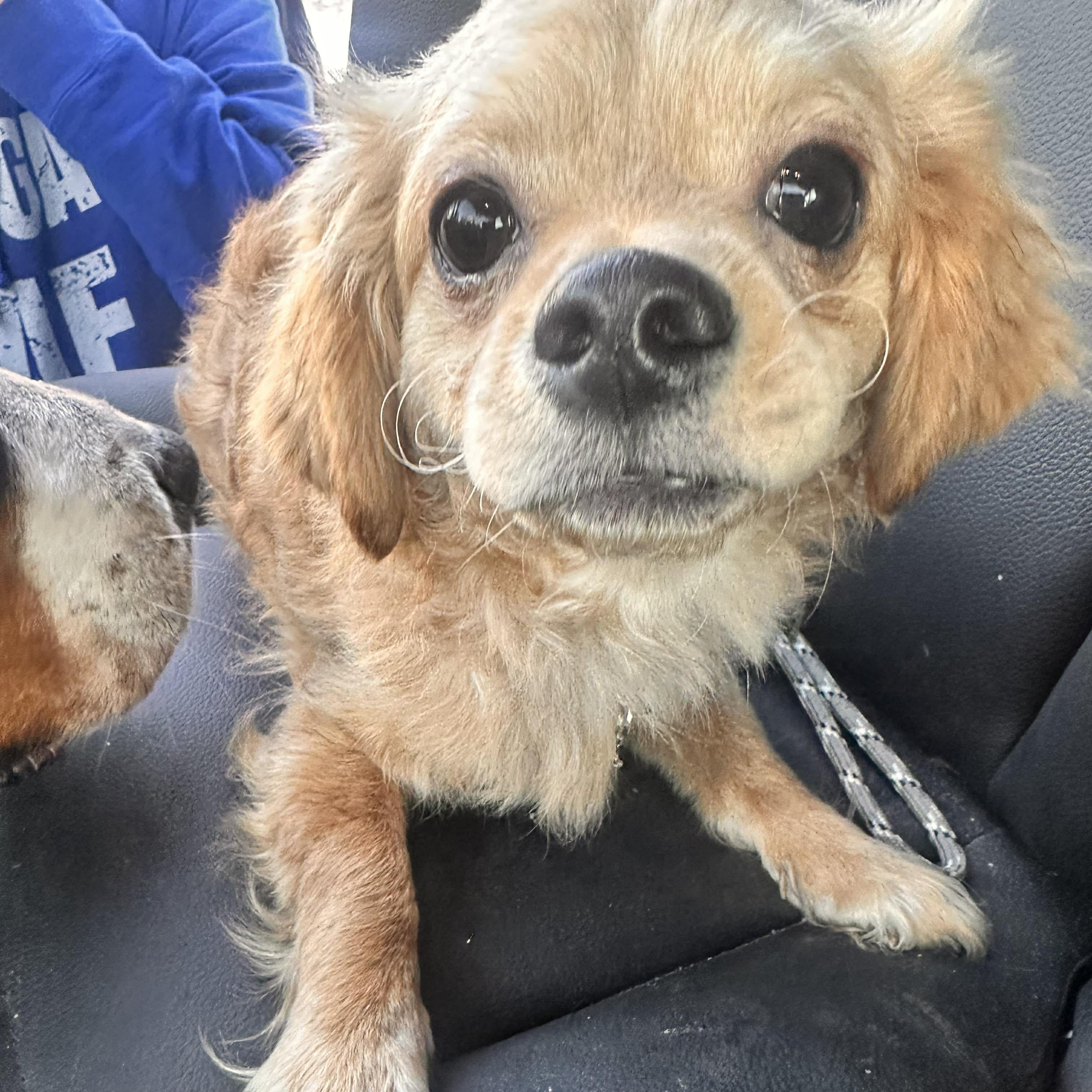 Enlarge Wrinkles, an adopted mixed breed in Rochester, NY image 4/6