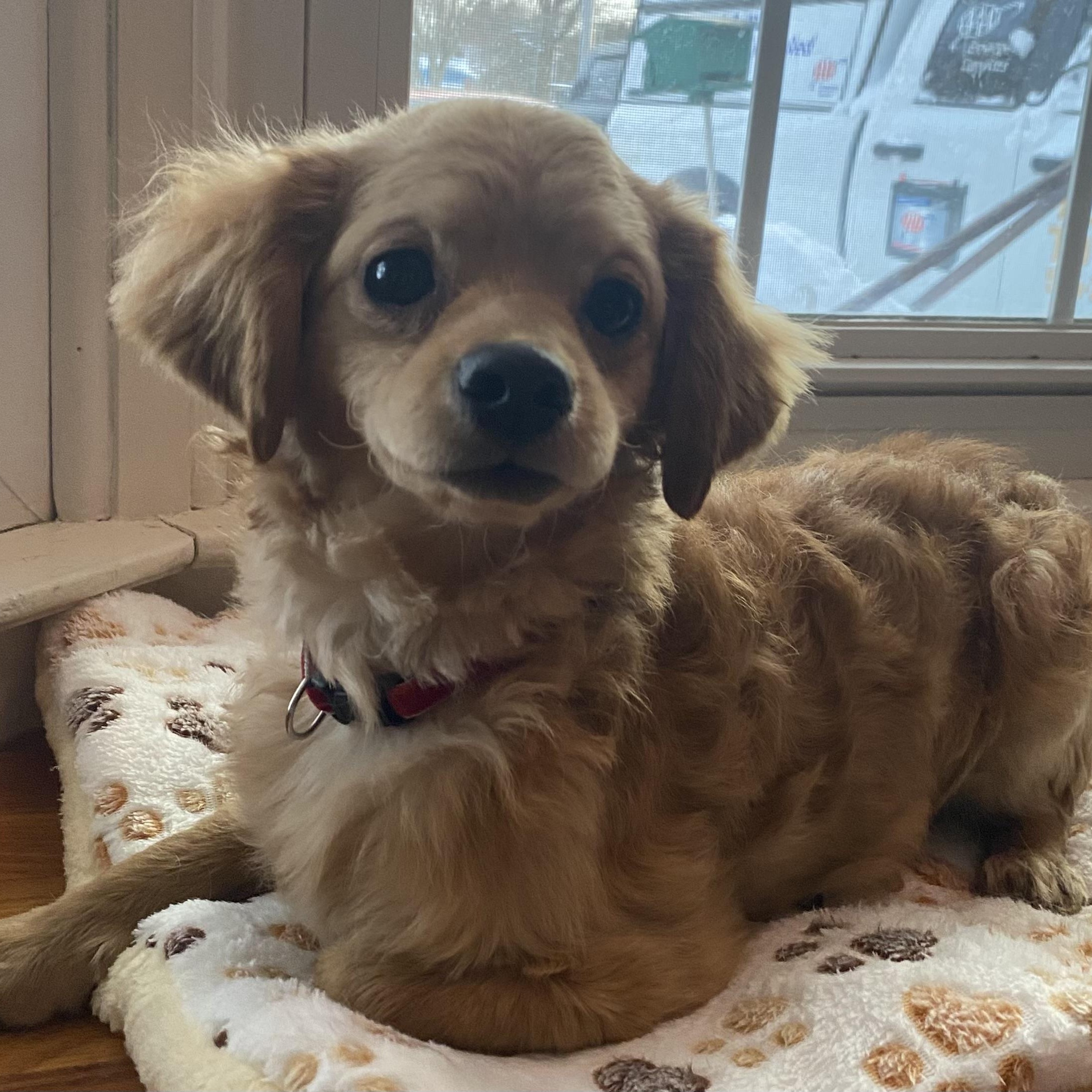 Wrinkles, adopted, Puppy Male Cavalier King Charles Spaniel & Bichon Frise.
