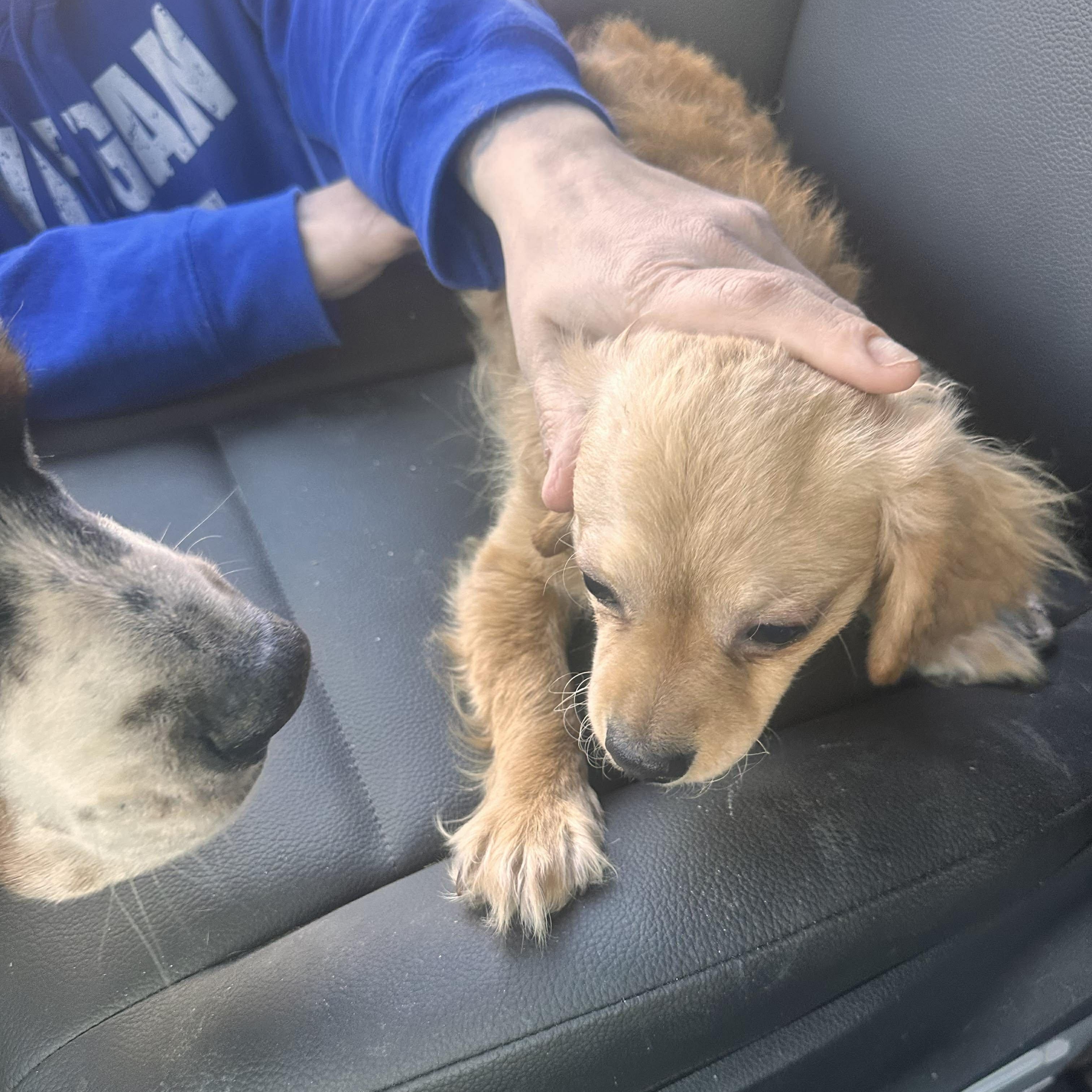 Enlarge Wrinkles, an adopted mixed breed in Rochester, NY image 5/6