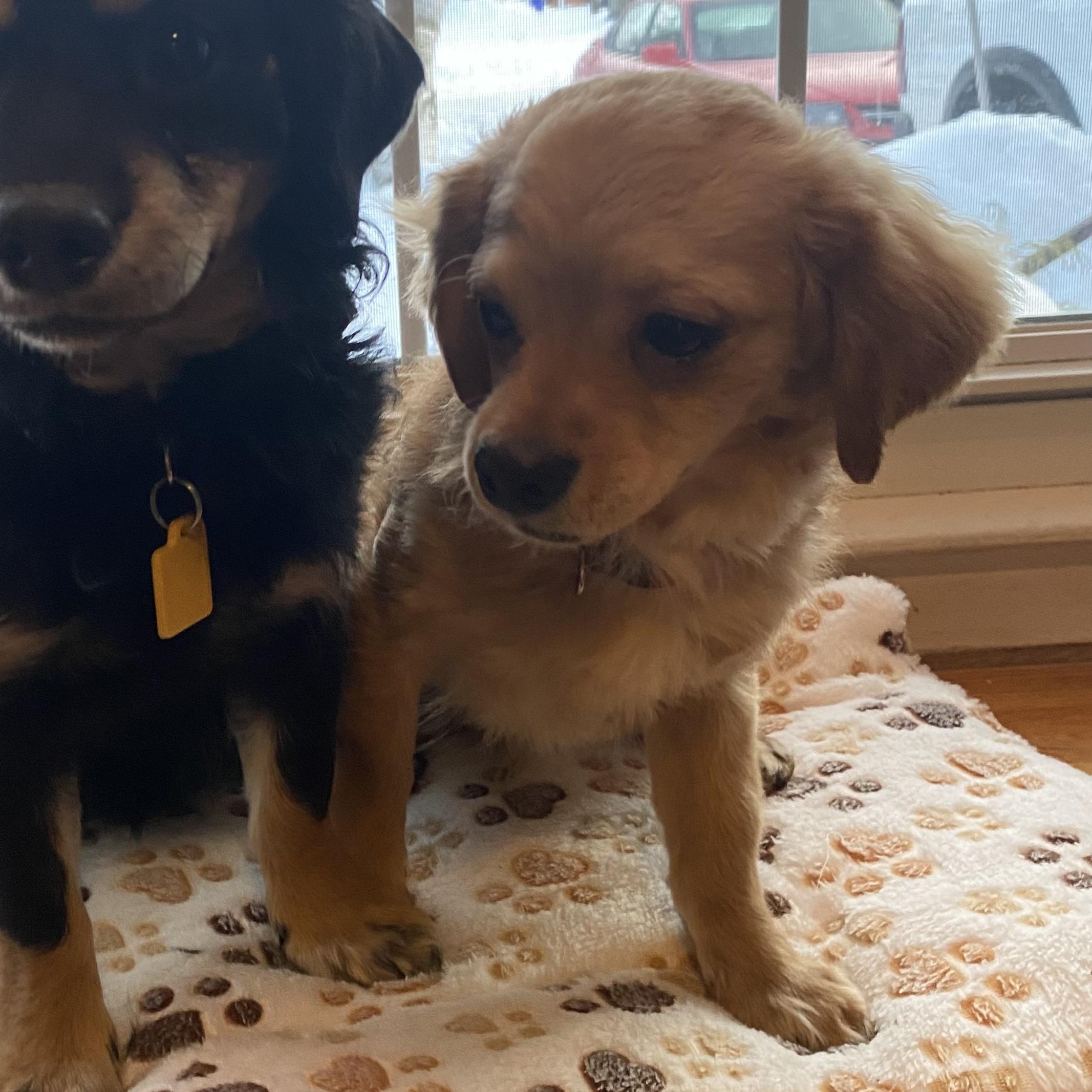 Enlarge Wrinkles, an adopted mixed breed in Rochester, NY image 6/6