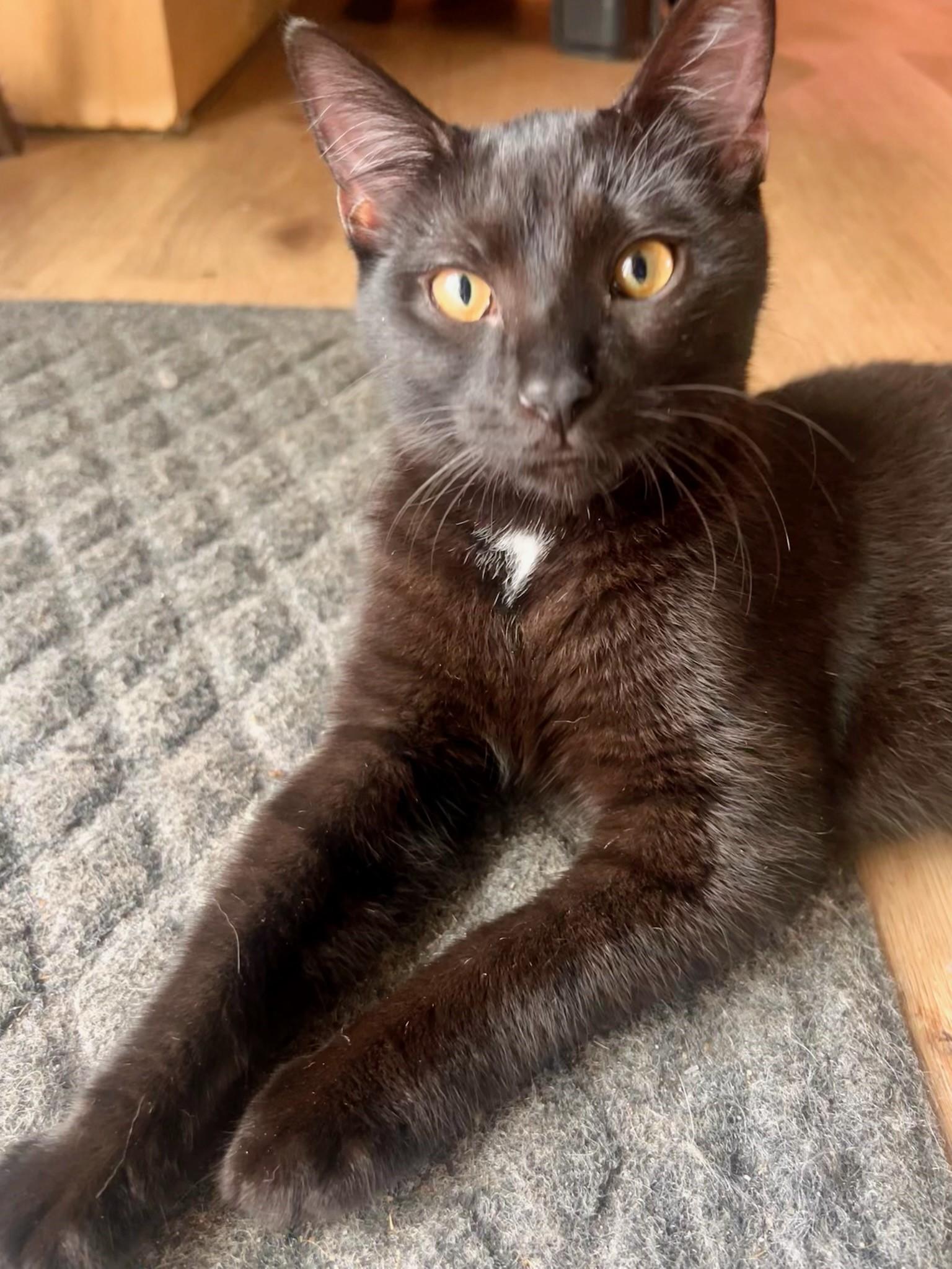 Uno, Adoptable, Young Male Domestic Short Hair.