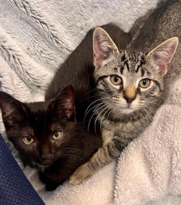 Enlarge Uno, a Adoptable Domestic Short Hair in Beckley, WV image 3/5