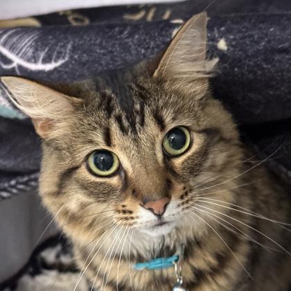 Enlarge Winifred, an adopted Domestic Short Hair in Lansing, MI image 1/1
