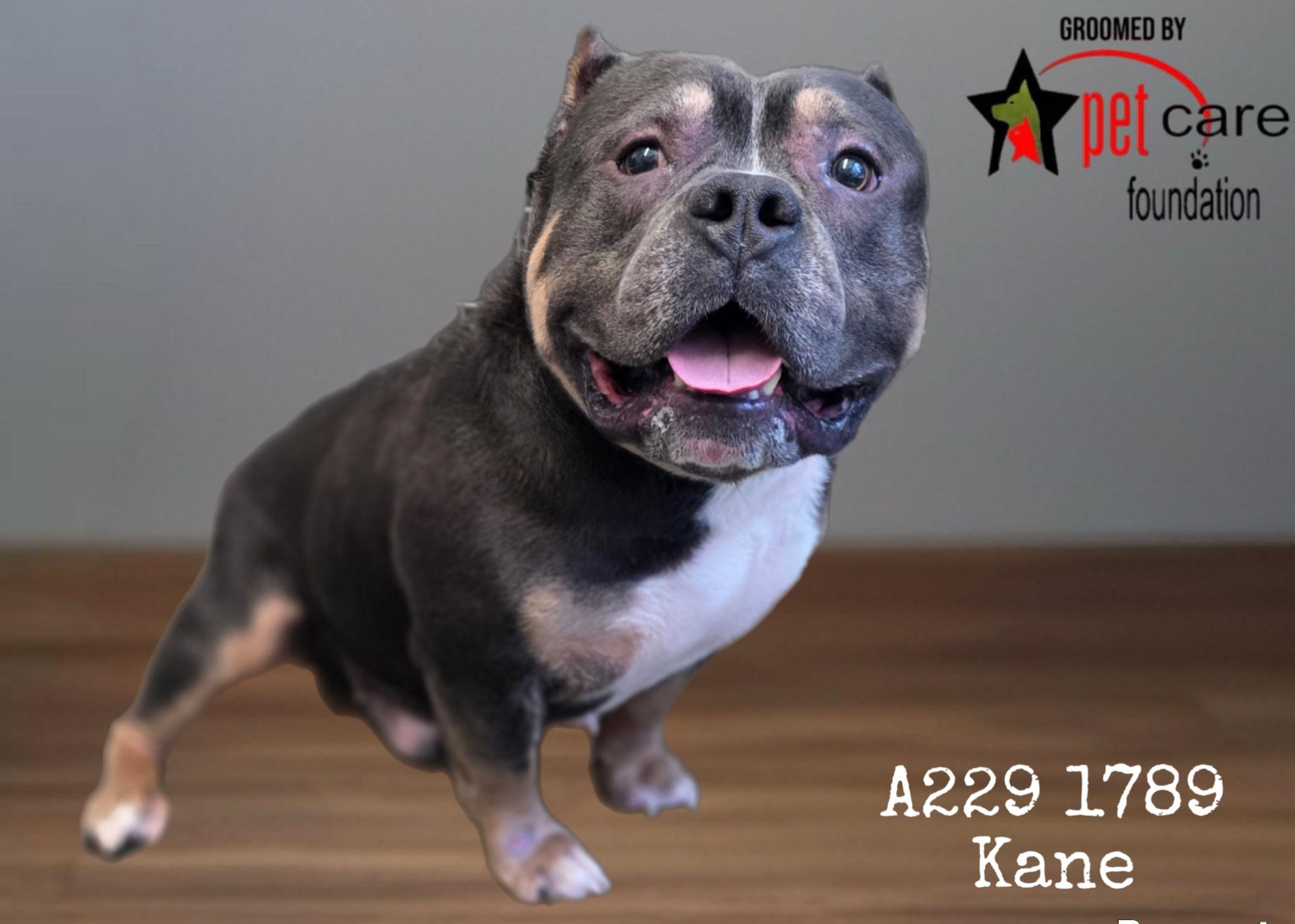Enlarge KANE, a Adoptable American Bulldog in Los Angeles, CA image 1/1