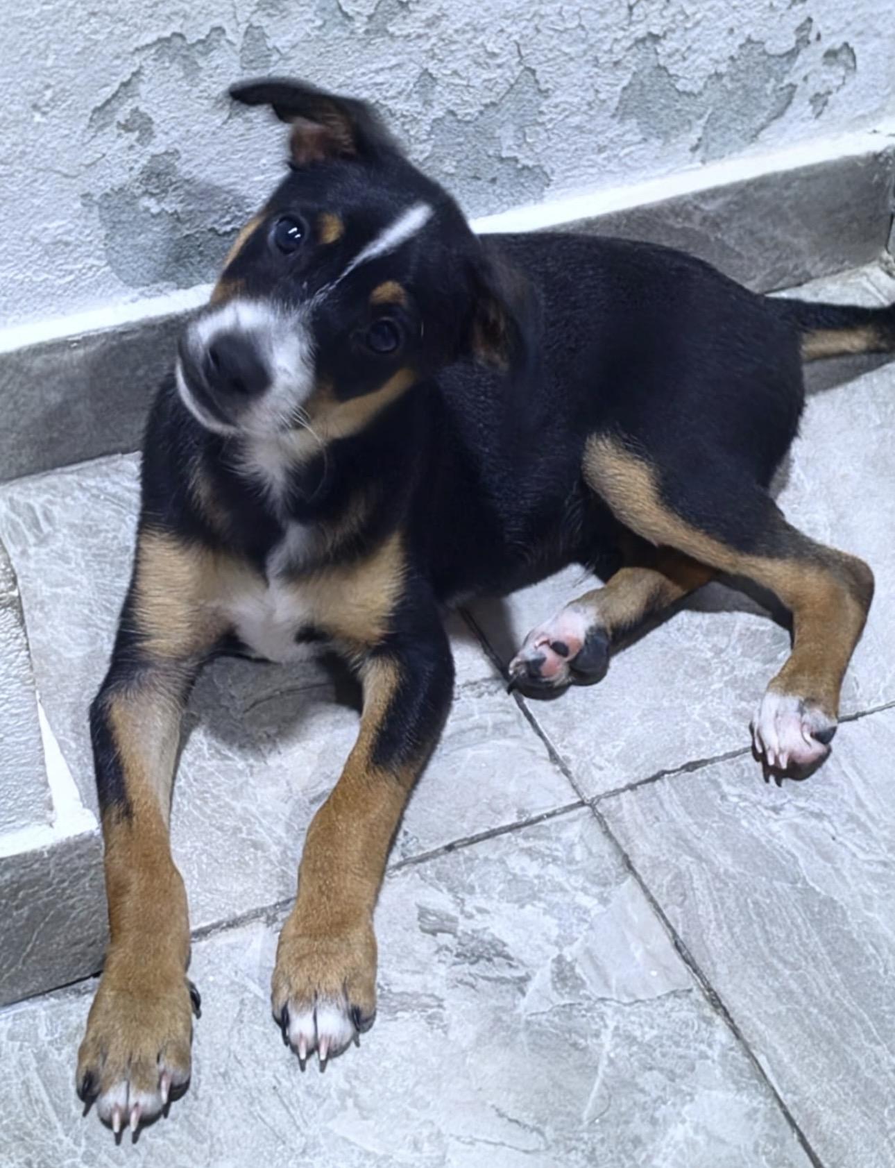 JAKE, a Adoptable mixed breed in Annapolis, MD image 3/6